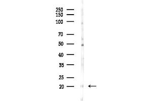 anti-Mitochondrial Ribosomal Protein L54 (MRPL54) (Internal Region) antibody