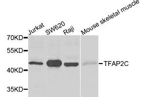 Western blot analysis of extracts of various cell lines, using TFAP2C antibody (ABIN5995382) at 1/500 dilution. (TFAP2C 抗体)