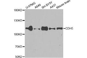 Western blot analysis of extracts of various cell lines, using CDH5 antibody. (Cadherin 5 抗体)