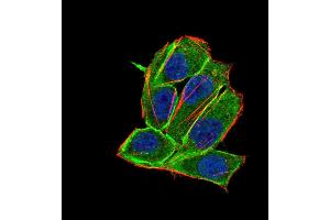 Immunofluorescence analysis of Hela cells using PDGFRA 8E12F2 HELA 100 mouse mAb (green). (PDGFRA 抗体  (AA 361-528))