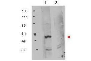 Western blot using  protein A purified anti-FKBP8 antibody shows detection of exogenous FKBP8 in 50 µg of HEK293T whole cell lysate (lane 1). (FKBP8 抗体  (Internal Region))