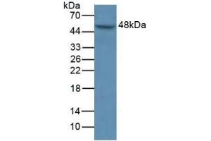 Detection of MAPK9 in Human A549 Cells using Polyclonal Antibody to Mitogen Activated Protein Kinase 9 (MAPK9) (JNK2 抗体  (AA 130-387))