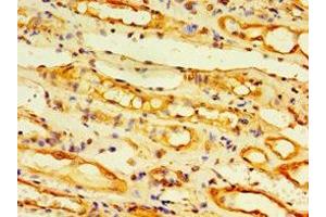 Immunohistochemistry of paraffin-embedded human kidney tissue using ABIN7173881 at dilution of 1:100 (Ectodysplasin A2 Receptor 抗体  (AA 1-138))
