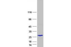 Validation with Western Blot