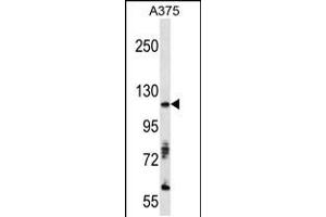 Western blot analysis of anti-AXL Antibody in A375 cell line lysates (35ug/lane)