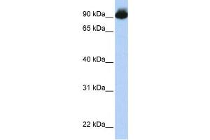 Western Blotting (WB) image for anti-Engulfment and Cell Motility 3 (ELMO3) antibody (ABIN2458676) (ELMO3 抗体)