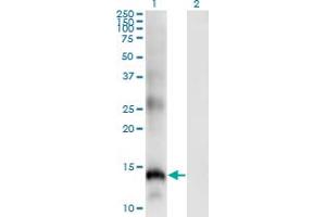Western Blot analysis of SLPI expression in transfected 293T cell line by SLPI monoclonal antibody (M01), clone 3C6. (SLPI 抗体  (AA 33-132))
