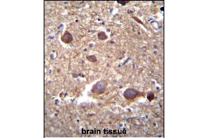 ITPKB Antibody (N-term) (ABIN652430 and ABIN2842237) immunohistochemistry analysis in formalin fixed and paraffin embedded human brain tissue followed by peroxidase conjugation of the secondary antibody and DAB staining. (ITPKB 抗体  (N-Term))