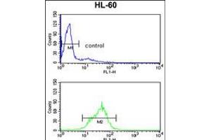 Flow cytometry analysis of HL-60 cells (bottom histogram) compared to a negative control cell (top histogram).