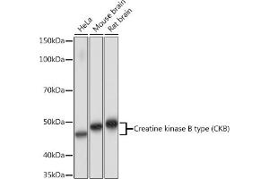 Western blot analysis of extracts of various cell lines, using Creatine kinase B type (CKB) Rabbit mAb (ABIN7266515) at 1:1000 dilution. (CKB 抗体)