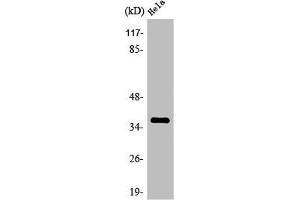 Western Blot analysis of HT29 cells using Olfactory receptor 9Q2 Polyclonal Antibody (OR9Q2 抗体  (C-Term))