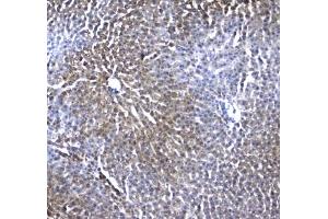 IHC testing of FFPE rat liver tissue with IRF7 antibody at 1ug/ml. (Regucalcin 抗体)