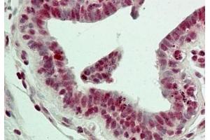 IHC testing of FFPE human breast tissue with LSD1 antibody at 5ug/ml. (LSD1 抗体  (N-Term))