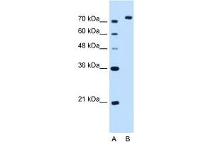 NOLC1 antibody - C-terminal region  validated by WB using HepG2 cell lysate at 2. (NOLC1 抗体  (C-Term))