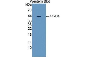 Detection of Recombinant UGGT1, Human using Polyclonal Antibody to UDP-Glucose Glycoprotein Glucosyltransferase 1 (UGGT1) (UGGT1 抗体  (AA 1221-1536))