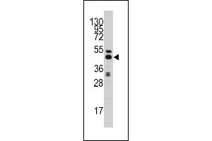 Western blot analysis of anti-AHCY Antibody (C-term) (ABIN389202 and ABIN2839362) in HepG2 cell line lysates (35 μg/lane). (AHCY 抗体  (C-Term))