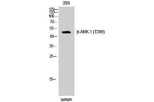 Western Blotting (WB) image for anti-Aurora Kinase A (AURKA) (pThr288) antibody (ABIN3173226) (Aurora A 抗体  (pThr288))