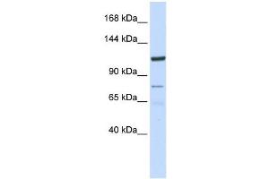 KIAA1324 antibody used at 1 ug/ml to detect target protein. (ELAPOR1 抗体  (N-Term))