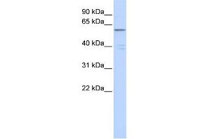 WB Suggested Anti-ZNF141 Antibody Titration:  0. (ZNF141 抗体  (Middle Region))