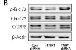 Western Blotting (WB) image for anti-CCAAT/enhancer Binding Protein (C/EBP), beta (CEBPB) (N-Term) antibody (ABIN2854833)