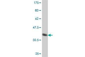 Western Blot detection against Immunogen (36.