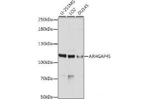 Western blot analysis of extracts of various cell lines using ARHGAP45 Polyclonal Antibody at dilution of 1:1000. (HMHA1 抗体)