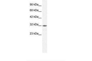 Image no. 2 for anti-Mortality Factor 4 Like 2 (MORF4L2) (AA 67-116) antibody (ABIN202164) (MORF4L2 抗体  (AA 67-116))