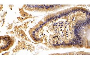 Detection of APOA4 in Mouse Small intestine Tissue using Polyclonal Antibody to Apolipoprotein A4 (APOA4) (APOA4 抗体  (AA 135-281))