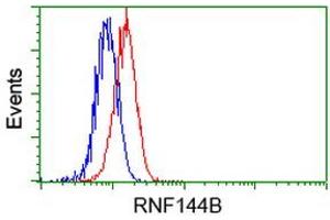 Image no. 1 for anti-Ring Finger Protein 144B (RNF144B) (AA 1-256) antibody (ABIN1490647) (RNF144B 抗体  (AA 1-256))