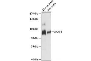 Western blot analysis of extracts of various cell lines using AKAP4 Polyclonal Antibody at dilution of 1:1000. (AKAP4 抗体)