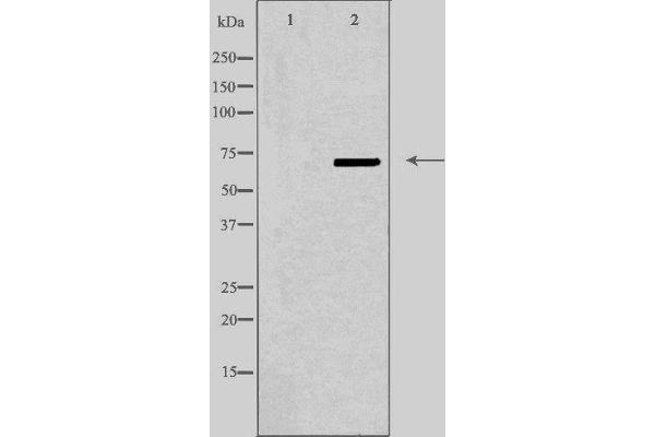 ABCD4 抗体  (Internal Region)