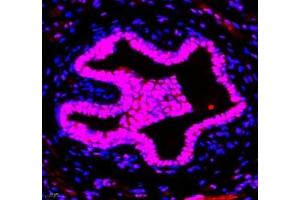 Immunofluorescence of paraffin embedded mouse breast using GTF3C3 (ABIN7074039) at dilution of 1: 650 (400x lens) (GTF3C3 抗体)