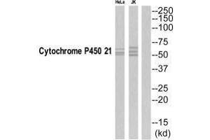 Western blot analysis of extracts from Jurkat/HeLa cells, using CYP21A2 antibody. (CYP21A2 抗体  (C-Term))