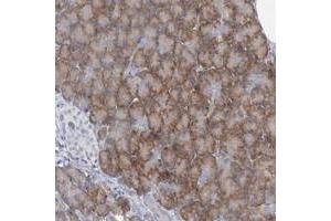 Immunohistochemical staining of human pancreas with LCA5 polyclonal antibody  shows moderate cytoplasmic positivity in exocrine glandular cells. (LCA5 抗体)