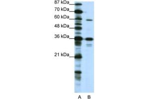 Western Blotting (WB) image for anti-CAMP Responsive Element Binding Protein 3-Like 1 (CREB3L1) antibody (ABIN2461968) (CREB3L1 抗体)