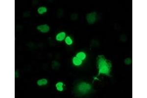 Anti-FLYWCH2 mouse monoclonal antibody (ABIN2454458) immunofluorescent staining of COS7 cells transiently transfected by pCMV6-ENTRY FLYWCH2 (RC204275). (FLYWCH2 抗体)