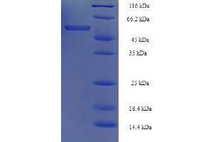 SDS-PAGE (SDS) image for Tu Translation Elongation Factor, Mitochondrial (Tufm) (AA 1-396), (full length) protein (His-SUMO Tag) (ABIN5710566)