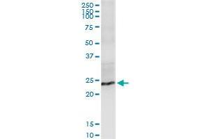Immunoprecipitation of FGF19 transfected lysate using anti-FGF19 MaxPab rabbit polyclonal antibody and Protein A Magnetic Bead , and immunoblotted with FGF19 purified MaxPab mouse polyclonal antibody (B02P) . (FGF19 抗体  (AA 1-216))