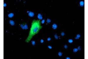 Anti-IFI35 mouse monoclonal antibody (ABIN2454920) immunofluorescent staining of COS7 cells transiently transfected by pCMV6-ENTRY IFI35 (RC200929). (IFI35 抗体)