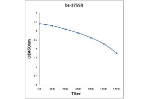 Antigen: 0. (CrkL 抗体  (AA 201-303))