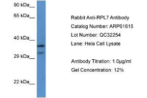 Western Blotting (WB) image for anti-Ribosomal Protein L7 (RPL7) (C-Term) antibody (ABIN2788852) (RPL7 抗体  (C-Term))
