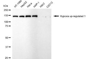 Western blotting analysis using hypoxia up-regulated 1 antibody (ABIN7799019).