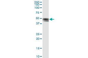 Immunoprecipitation of SERPINB7 transfected lysate using anti-SERPINB7 MaxPab rabbit polyclonal antibody and Protein A Magnetic Bead , and immunoblotted with SERPINB7 purified MaxPab mouse polyclonal antibody (B01P) .