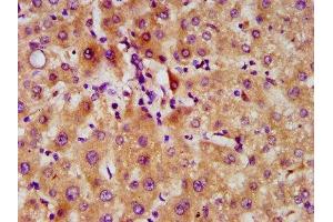 IHC image of ABIN7152338 diluted at 1:500 and staining in paraffin-embedded human liver tissue performed on a Leica BondTM system. (SERF2 抗体  (AA 107-224))