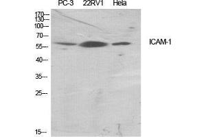 Western Blot (WB) analysis of specific cells using ICAM-1 Polyclonal Antibody. (ICAM1 抗体  (Ser518))