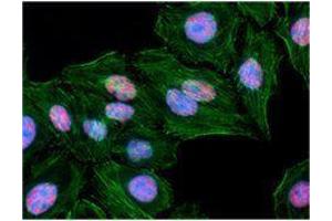 Immunofluorescence (IF) image for anti-RNA Polymerase II CTD antibody (ABIN2665347) (Rpb1 CTD 抗体)