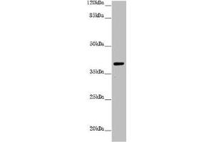Western blot All lanes: H2AFY antibody at 1. (H2AFY 抗体  (AA 123-372))