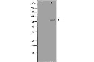Western blot analysis of extracts of mouse spleen tissue, using MX1 antibody. (MX1 抗体  (C-Term))