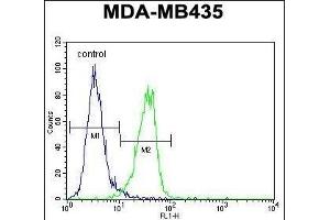 MeCP2 Antibody (N-term) (ABIN650708 and ABIN2839305) flow cytometric analysis of MDA-M cells (right histogram) compared to a negative control cell (left histogram). (MECP2 抗体  (N-Term))