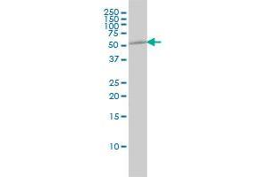 Western Blotting (WB) image for anti-Tubulin, alpha 1B (TUBA1B) (AA 1-451) antibody (ABIN564507)